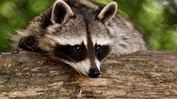 Drunk Raccoon Saved With CPR By Nurse After Almost Drowning In Moonshine