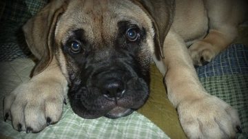 Couple Demands Airline Refund After Being Bothered By 