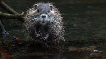 Giant Rats Are Eating The Wiring Out Of Electric Vehicles In the UK