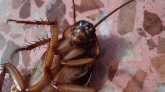 Researchers Built A Scuba Suit For Cyborg Cockroaches