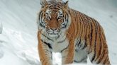 Man Killed After Jumping Into Tiger Enclosure At England Wildlife Park