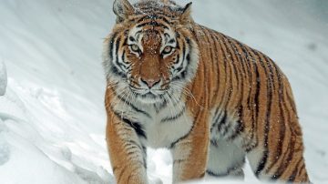 Man Killed After Jumping Into Tiger Enclosure At England Wildlife Park