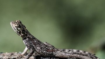 Iguana Lays 30 Eggs On Resort Waterslide