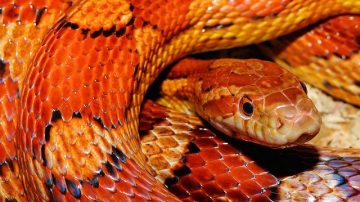 A Man Let Snakes Bite Him 202 Times To Help Develop Antivenom