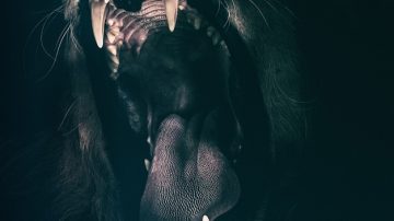 Dad Pries Five Year Old Son From Jaws Of Mountain Lion