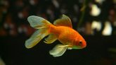 Goldfish Survives For Two Weeks With No Head