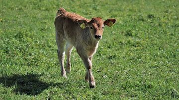WATCH: A Big Day In Every Calf's Life