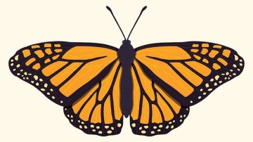 Teenager Dies After Injecting Himself With Butterfly Remains