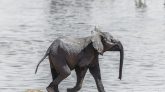 Wild Elephant Kills Four Members Of Nepalese Family Over 12 Years