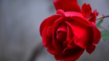 Bouquet of Roses How Much A Dozen Roses May Cost This Valentine’s Day