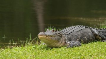 Woman Spotted Petting A Wild Alligator In Florida