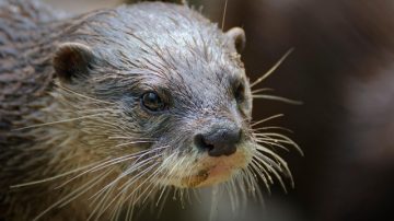 WATCH: In Da Klerb, We All Otters