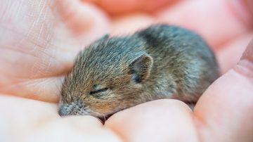 Scientists Trying To Bring Back Mammoths Create Woolly Mouse