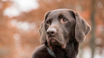 Women Underwear Woman Left With $13K Vet Bill After Dog Eats Her Underwear