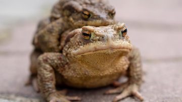 Toad Photographer In Canada Found A Toad With Eyes In Its Mouth