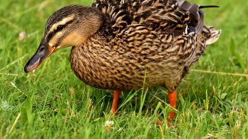Florida Neighborhood Being Terrorized By A Duck