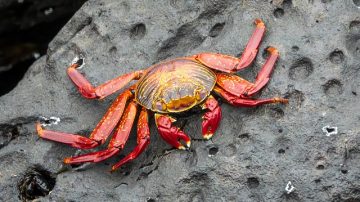 Couple With Will-Writing Business Had A Client Try To Pay Them With A Live Crab