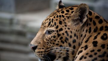 Man Punches Cougar In The Face In Canada