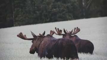 Moose Canadian Woman Recovering After Moose Kicked Her In The Head After Car Crash