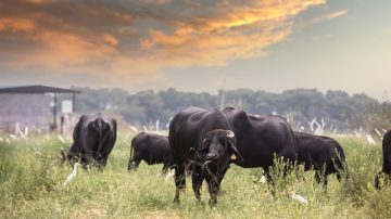 Department Of Agriculture Using AC/DC To Protect Cattle