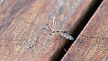 The World's Largest Mosquito Factory Has Opened In Brazil