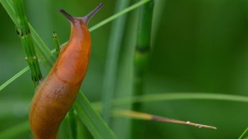 Mystery Doorbell Prankster At German Apartment Complex Was A Slug