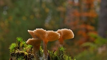 The Ohio State University Has Found A Way To Use Mushrooms As Computer Components