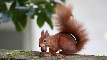 WATCH: Even Squirrels Have Mondays