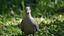 Man Builds AI-Powered Water Gun Turret To Keep Pigeons Off His Balcony