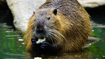 Beavers In Zurich Are Causing So Many Problems There's Now A Hotline For Help