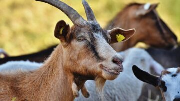 WATCH: Man In A Zorb Ball Versus His Meanest Goats
