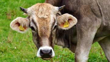 Cow Uses Broom To Scratch Itself - The First Documented Case Of Cows Using Tools
