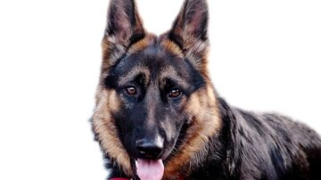 WATCH: German Shepherds Are Apparently Really Accurate