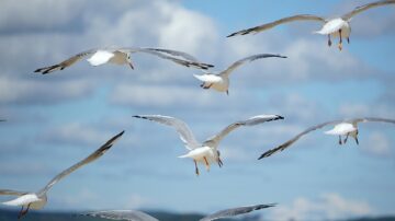 Soccer Player In Turkey Performs CPR On Seagull Hit By The Ball