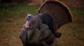 Wild Turkeys Attacking Everyone in Wisconsin Neighborhood