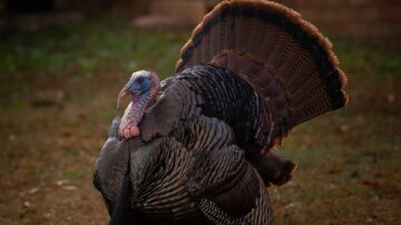 Wild Turkeys Attacking Everyone in Wisconsin Neighborhood