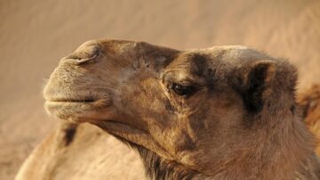 Another Year, Another 20 Camels Disqualified from The Camel Beauty Show Festival For Using Botox And Lip Fillers