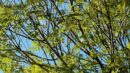 Village of Canton Tree Committee to Host a FREE Ash Tree Care Workshop to treat the Emerald Ash Borer April 9 @ 1:00 pm - 3:00 pm Free