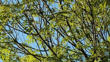Village of Canton Tree Committee to Host a FREE Ash Tree Care Workshop to treat the Emerald Ash Borer April 9 @ 1:00 pm - 3:00 pm Free