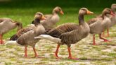 Alabama HOA Votes To Kill Hundreds Of Federally-Protected Geese
