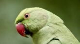 Parakeet Blamed For Thousands Of Dollars In Damages To Cars In Scotland