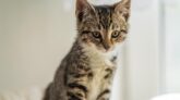Kitten Used In Bank Robbery Gets Adopted
