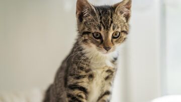 Kitten Used In Bank Robbery Gets Adopted