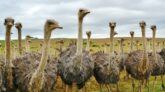 Man Raises 400 Ostriches After Becoming Allergic To Red Meat Due To Tick Bite