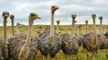 Man Raises 400 Ostriches After Becoming Allergic To Red Meat Due To Tick Bite